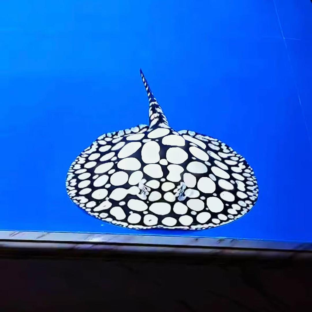 伯爵先生魟鱼会馆