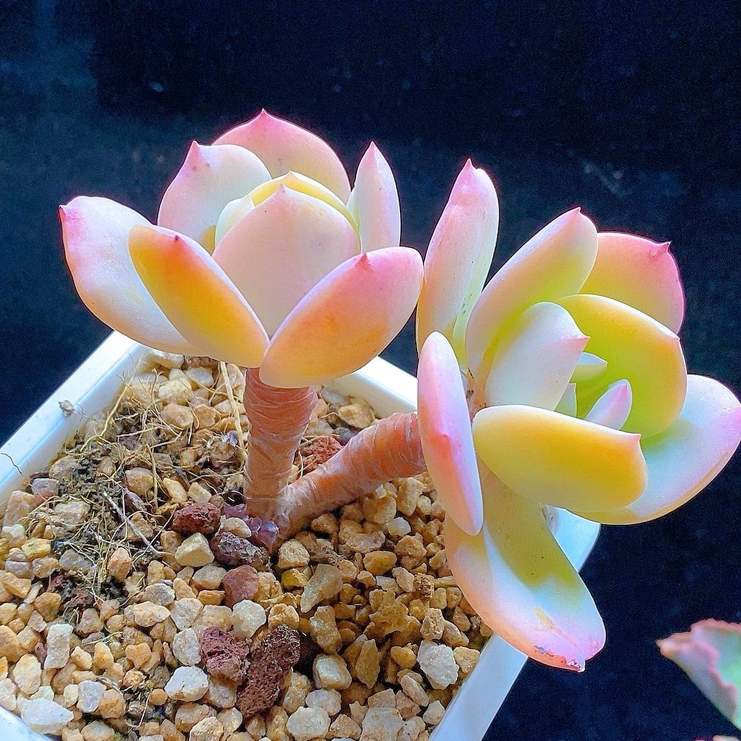 刨地哥优选（景禾多肉）一物一拍