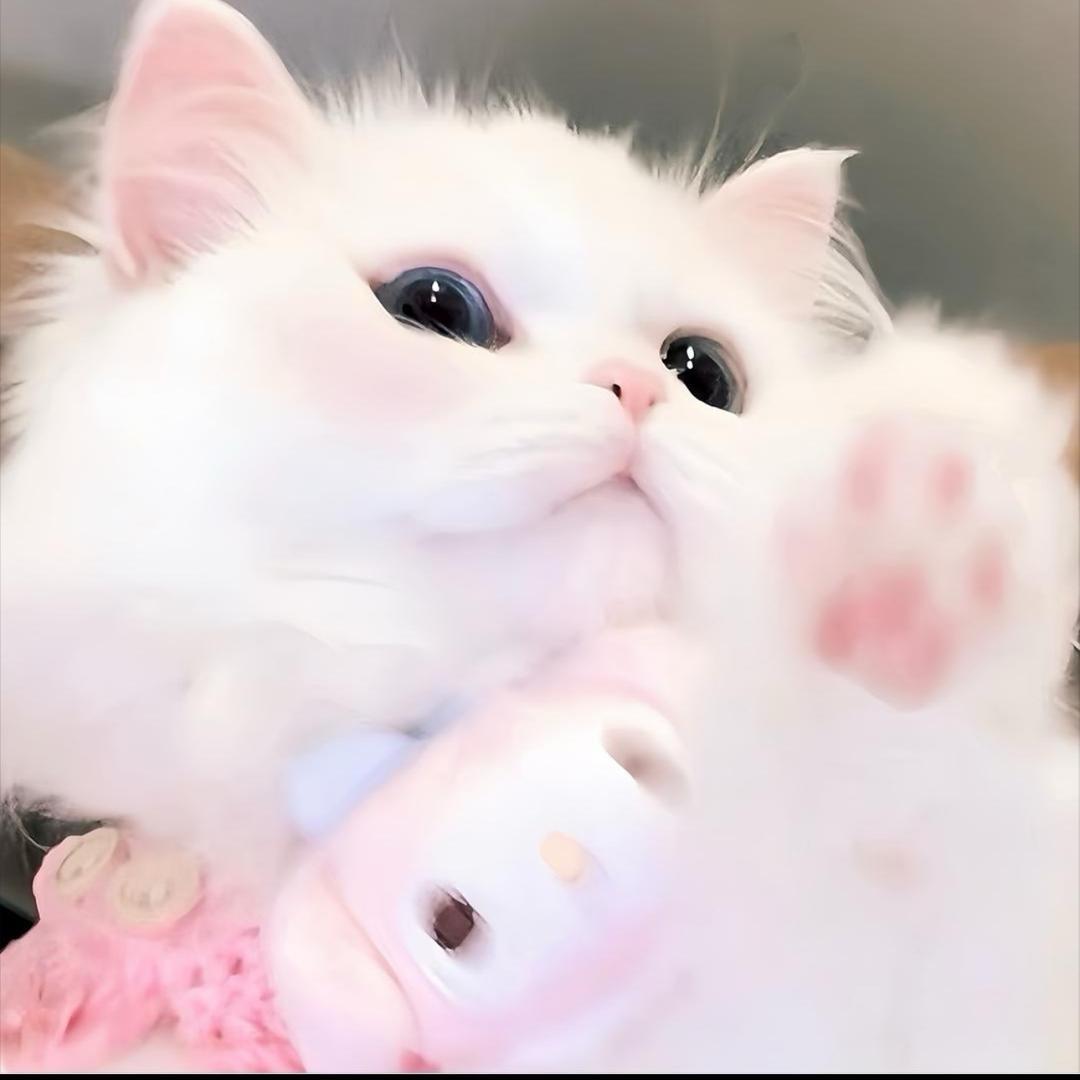 栀栀-