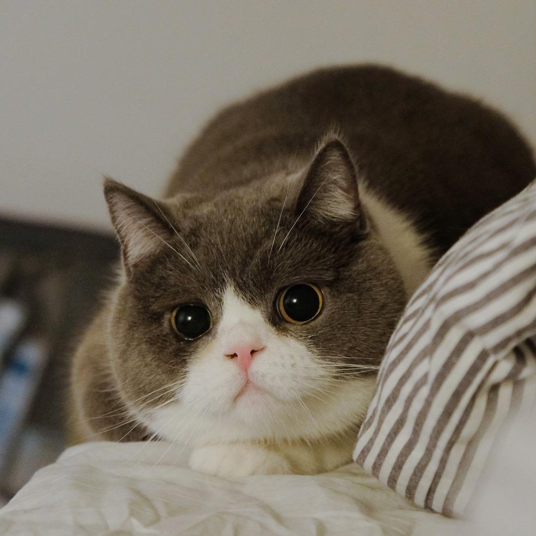 杸呓