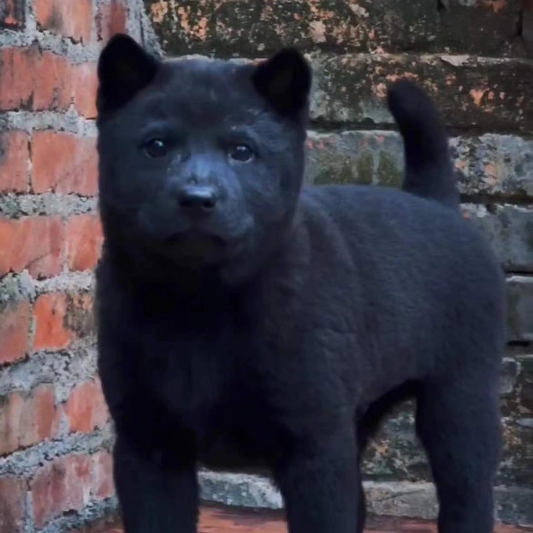 (开平狗苗)一手货源！