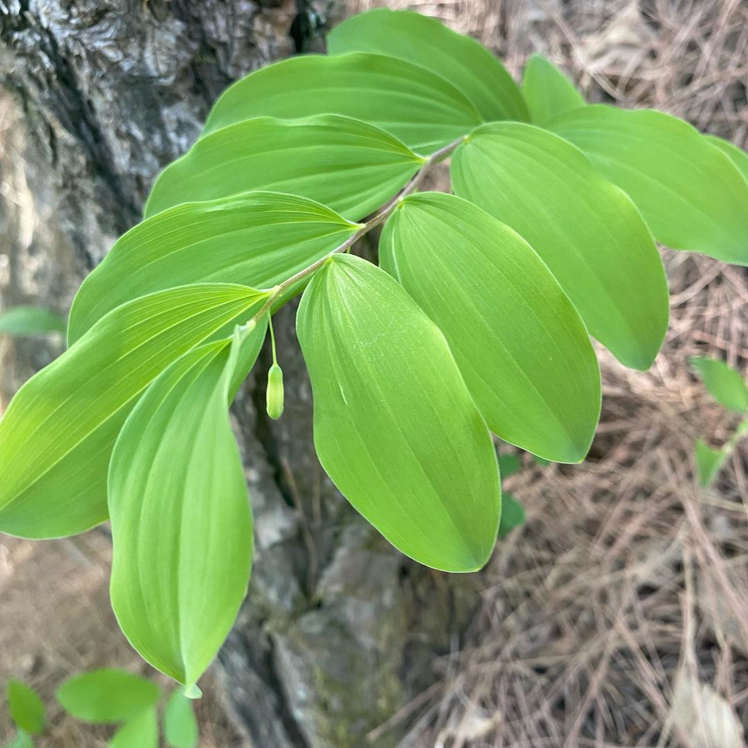 秦岭山货百草