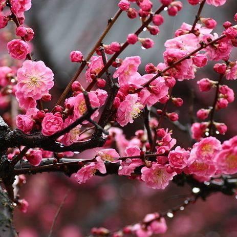 梦灵花卉园艺