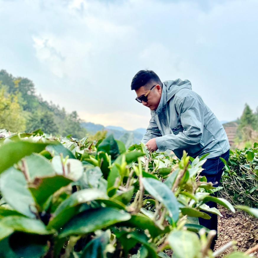 子豪茶叶