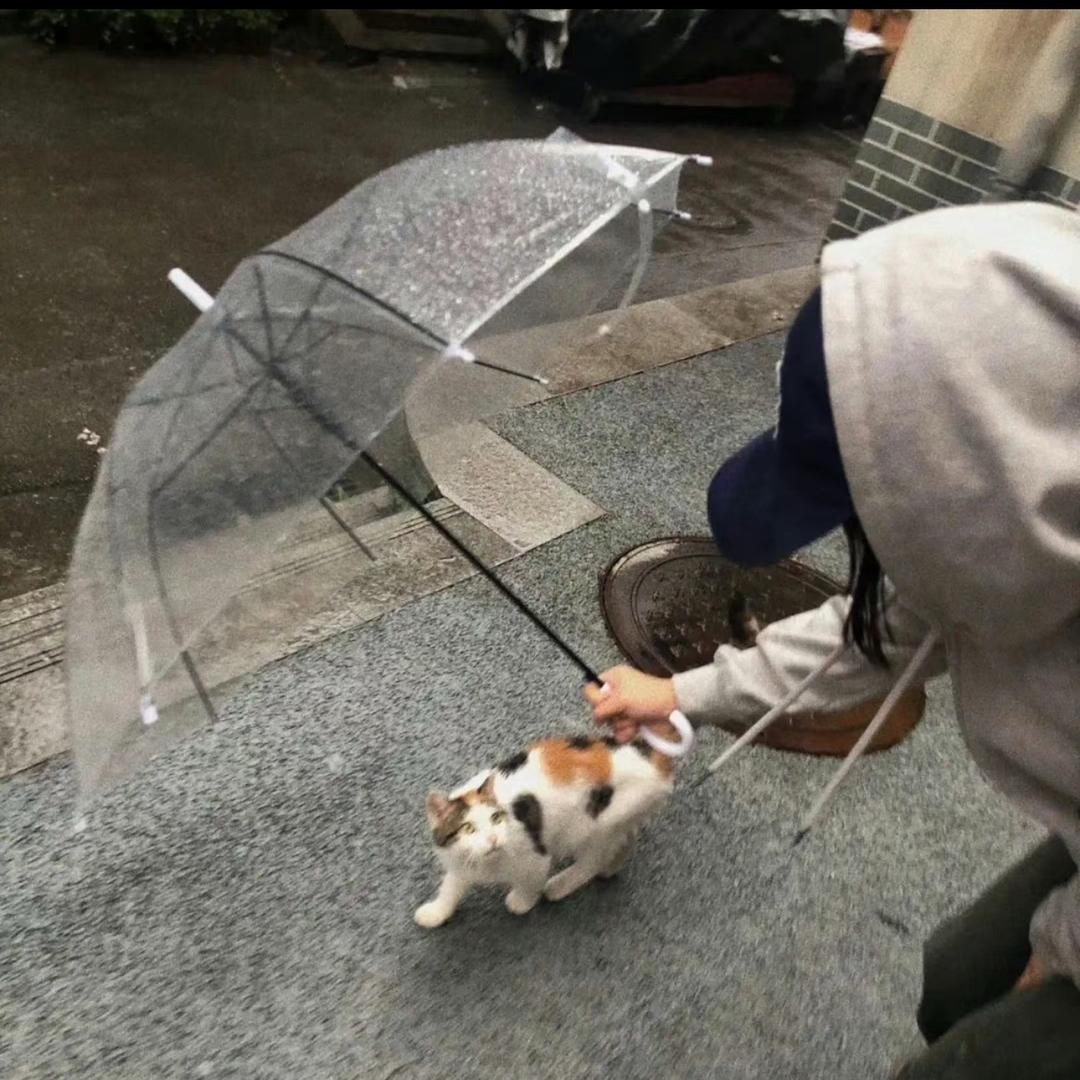 养乐多