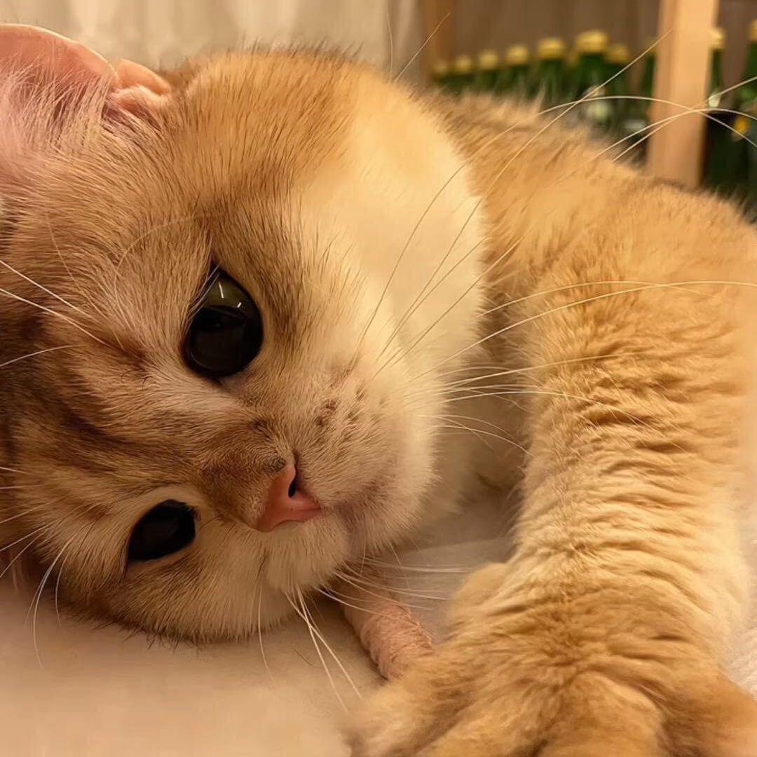 十二…