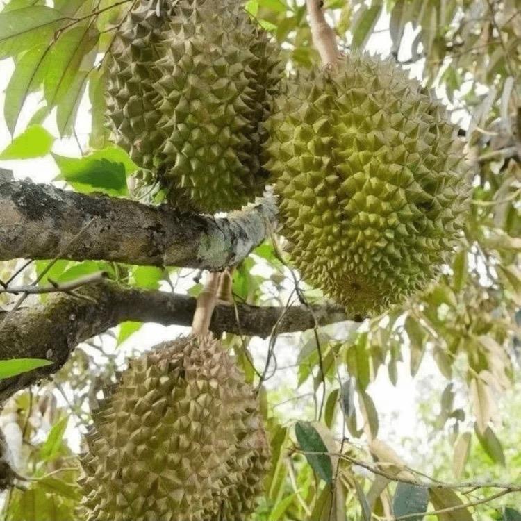 榴莲种植基地大王King