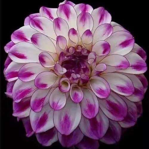 ༼Mi🌹Ma༽