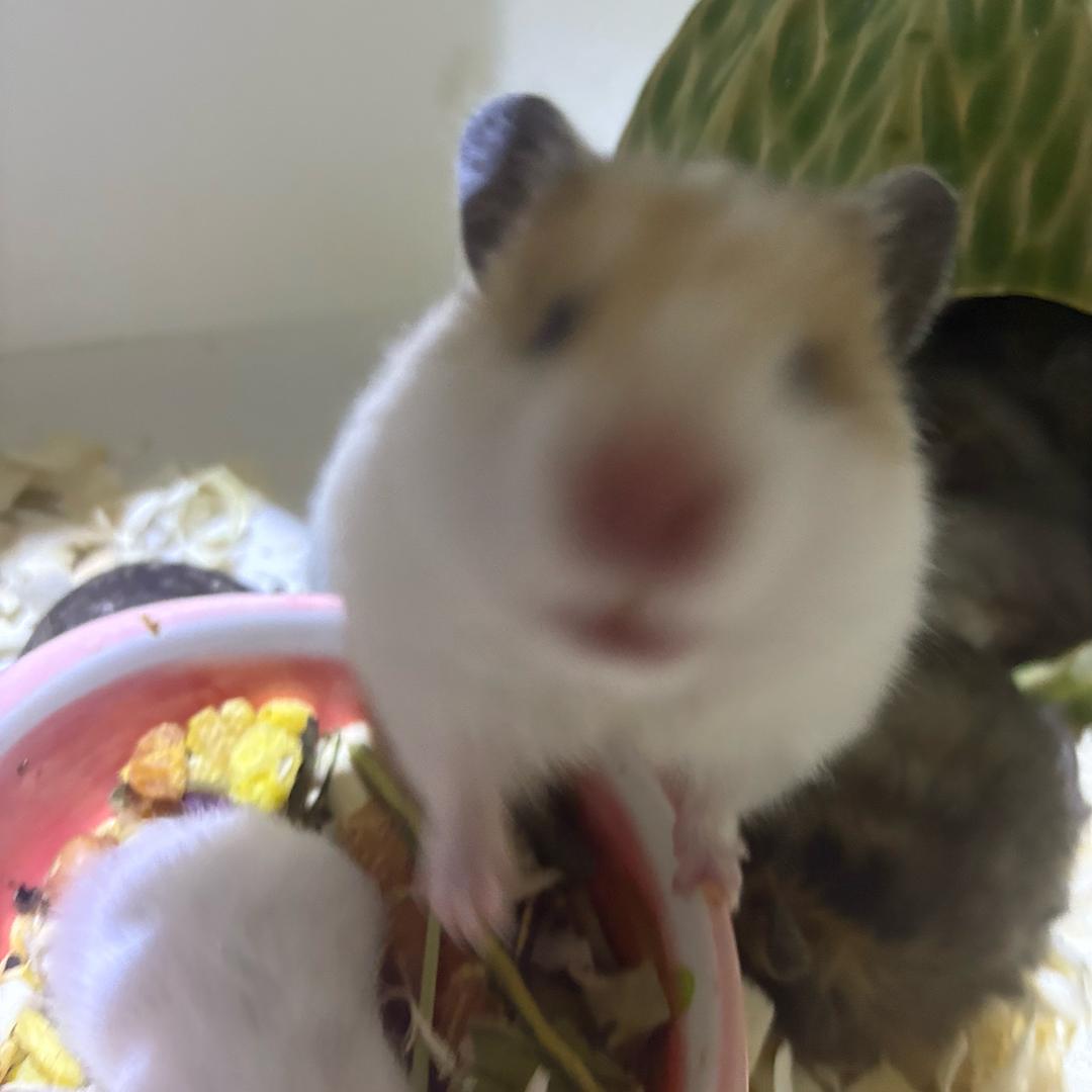 心室肌