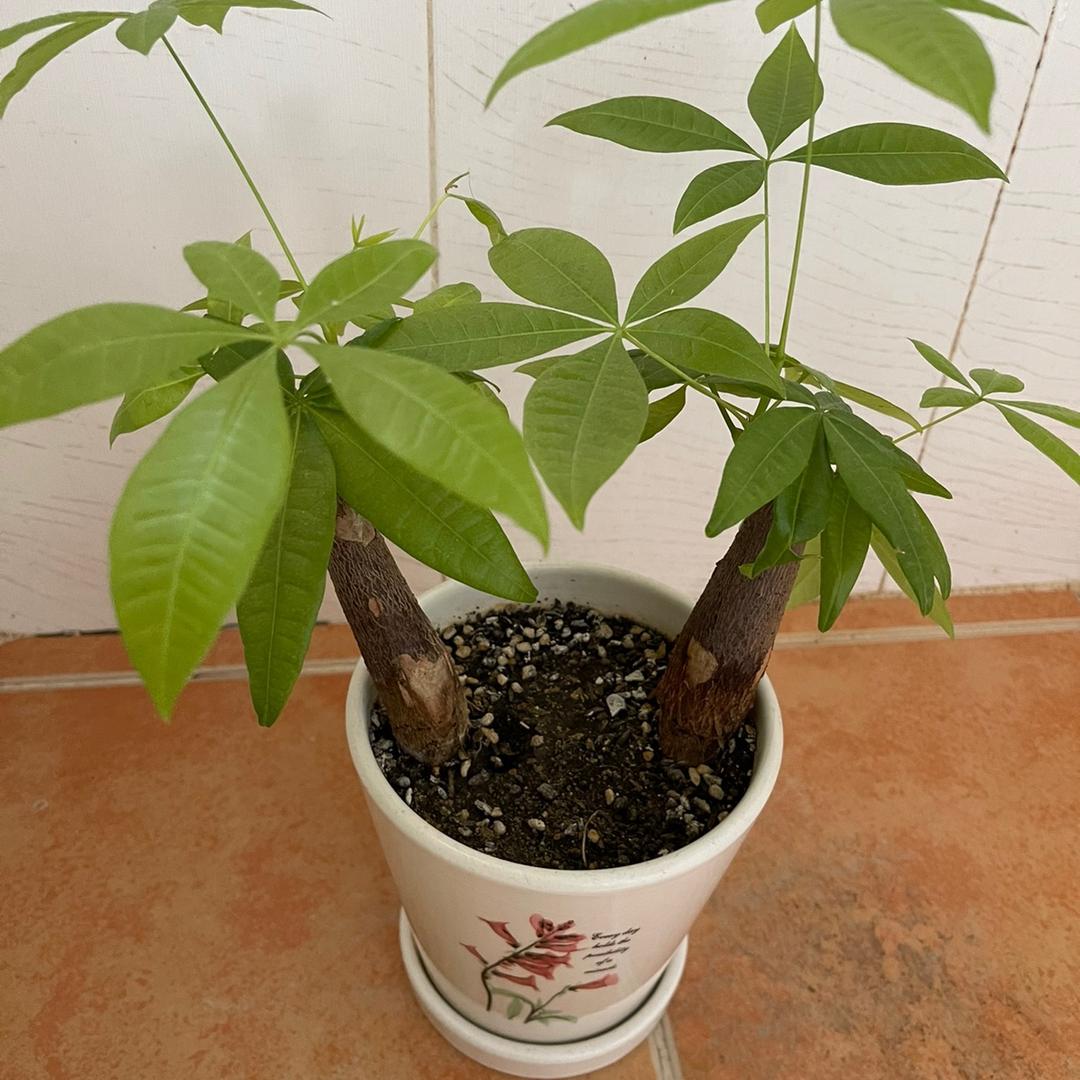 🌺梦想成真🌺