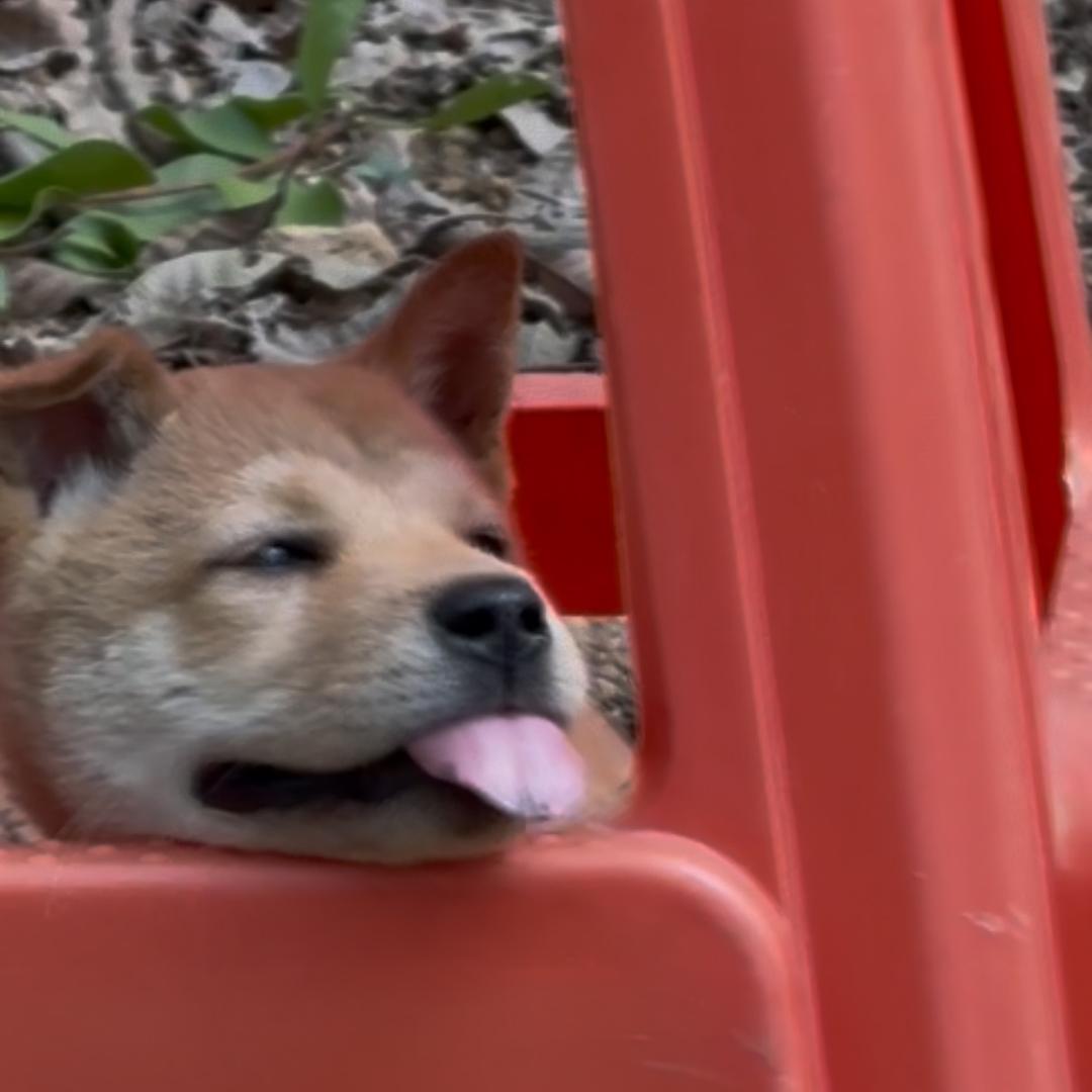 小西仔及咪咪的春夏秋冬