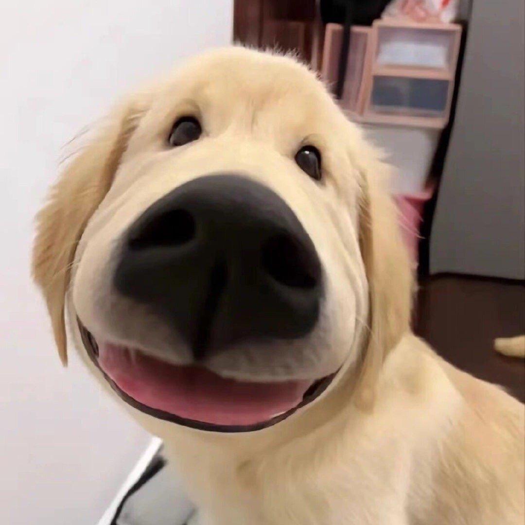 你个芝士汉堡包