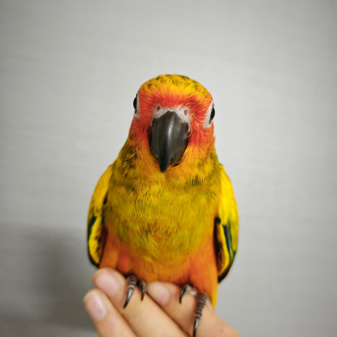 张得胖鹦鹉坊