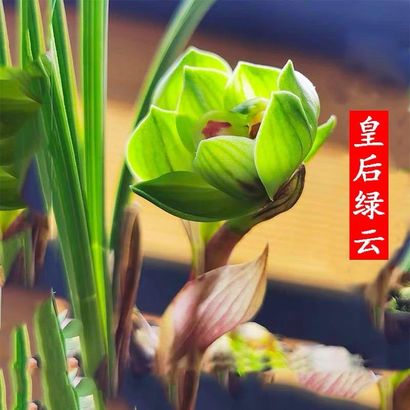 闽酷漳州市烨飞商贸有限公司绿植专卖店