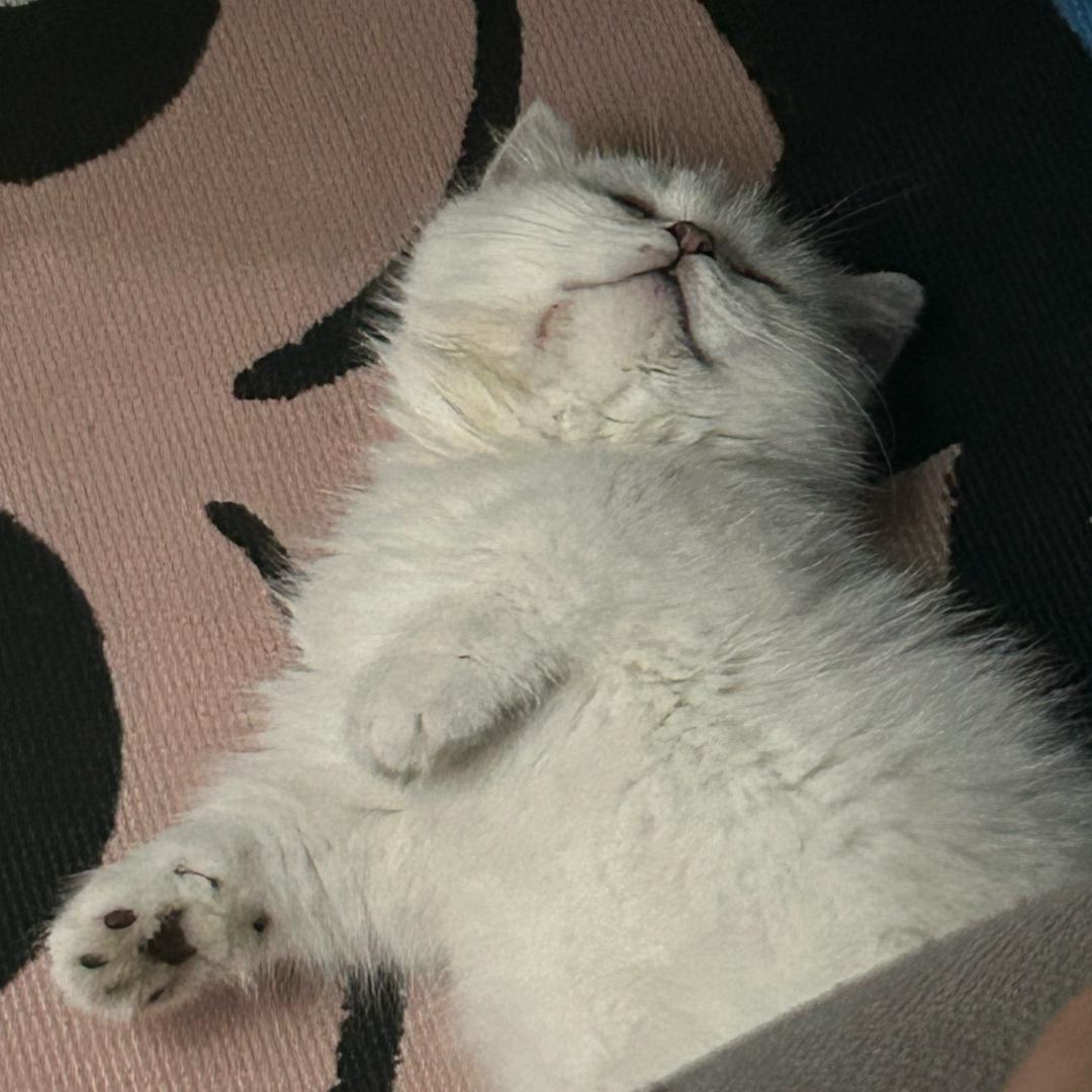 Stewie🥟