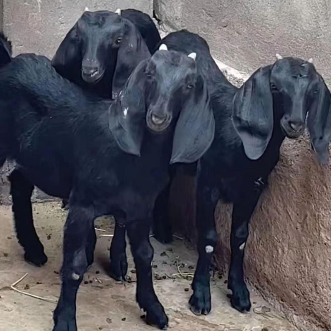 黑山羊养殖场