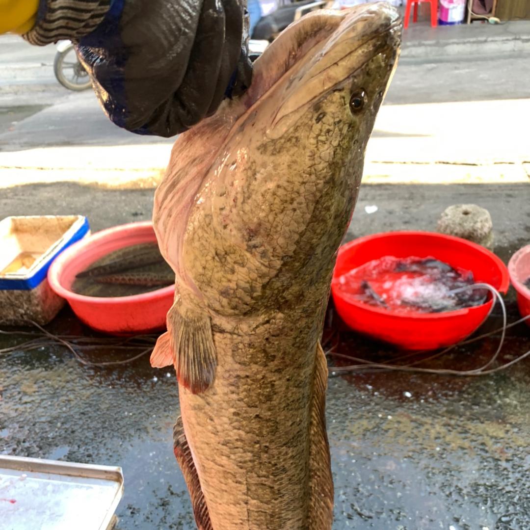 潮汕鱼小庄