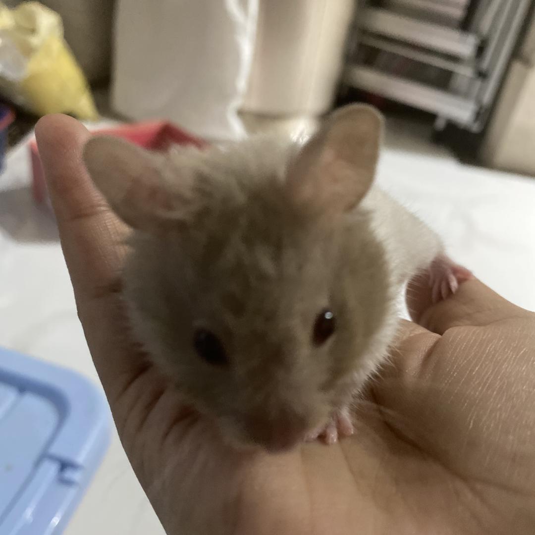 科 蓝