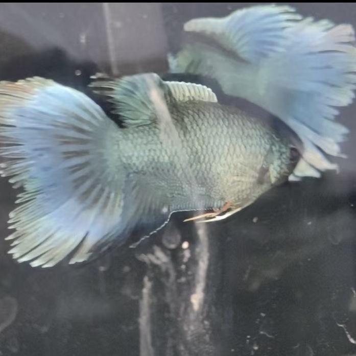 斗鱼水族馆