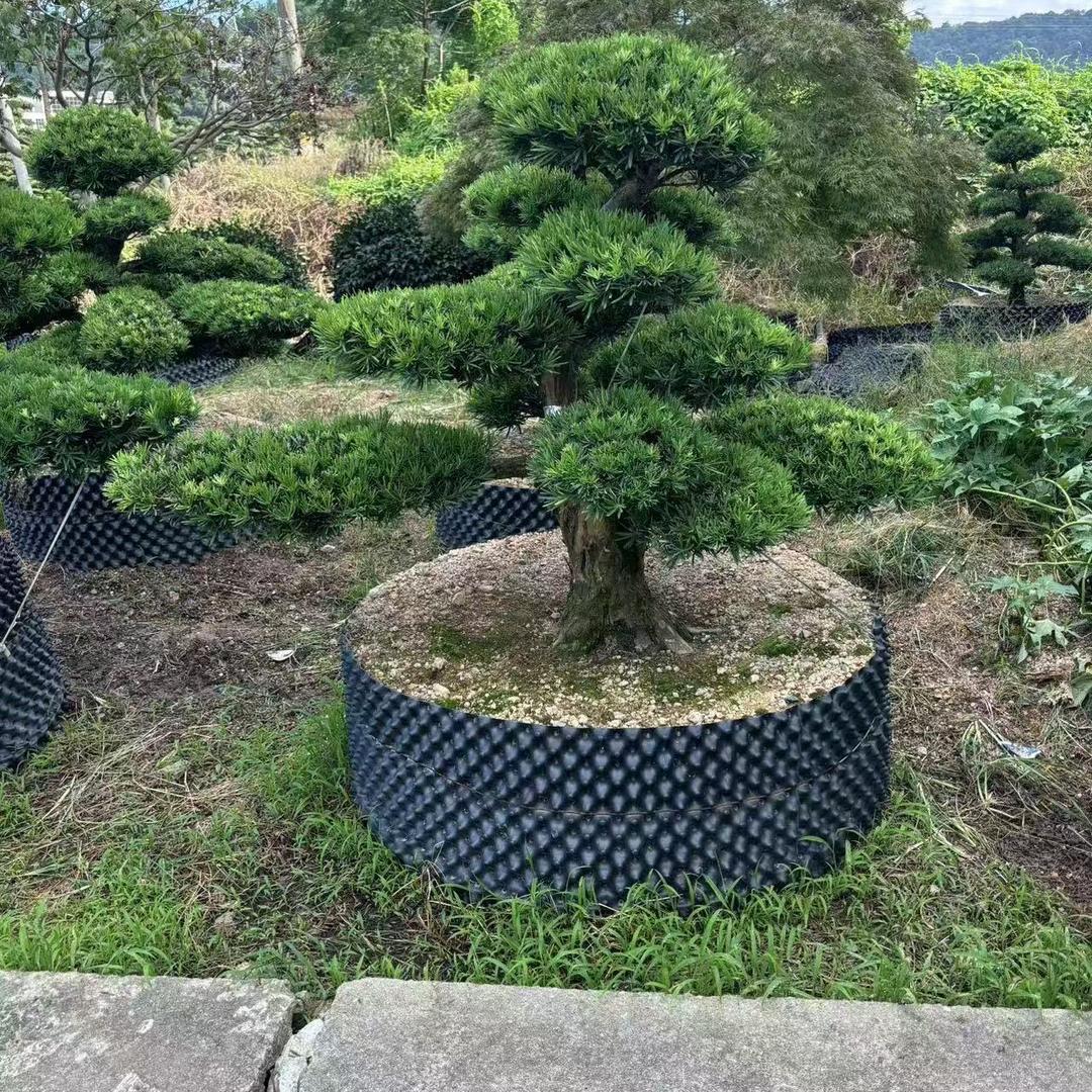 源林盆景园艺