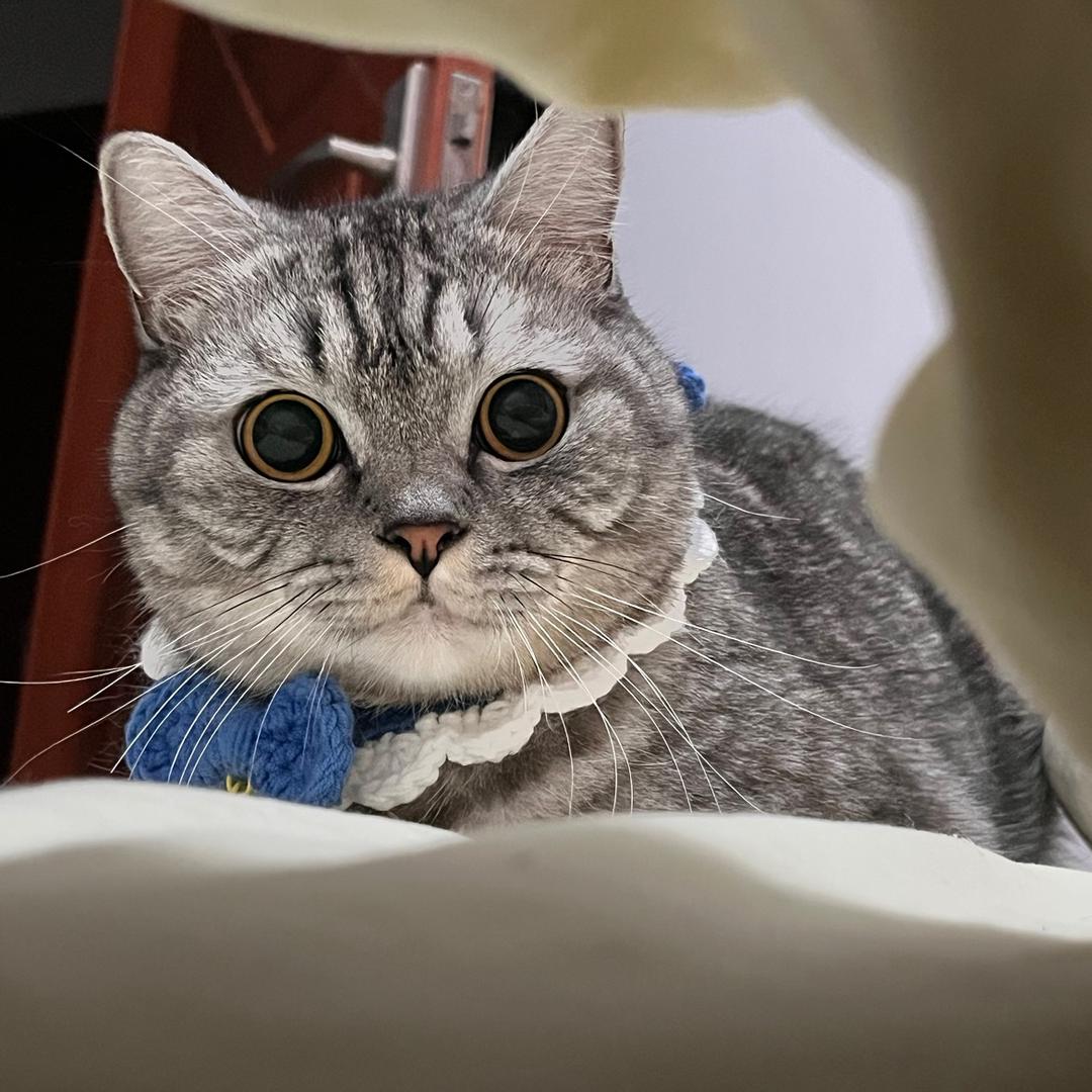 三口(不务正业版）@抖音