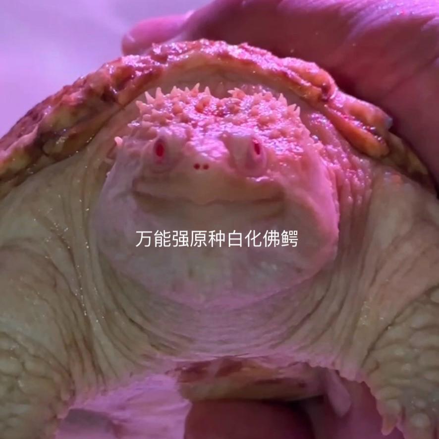 大猛爬宠