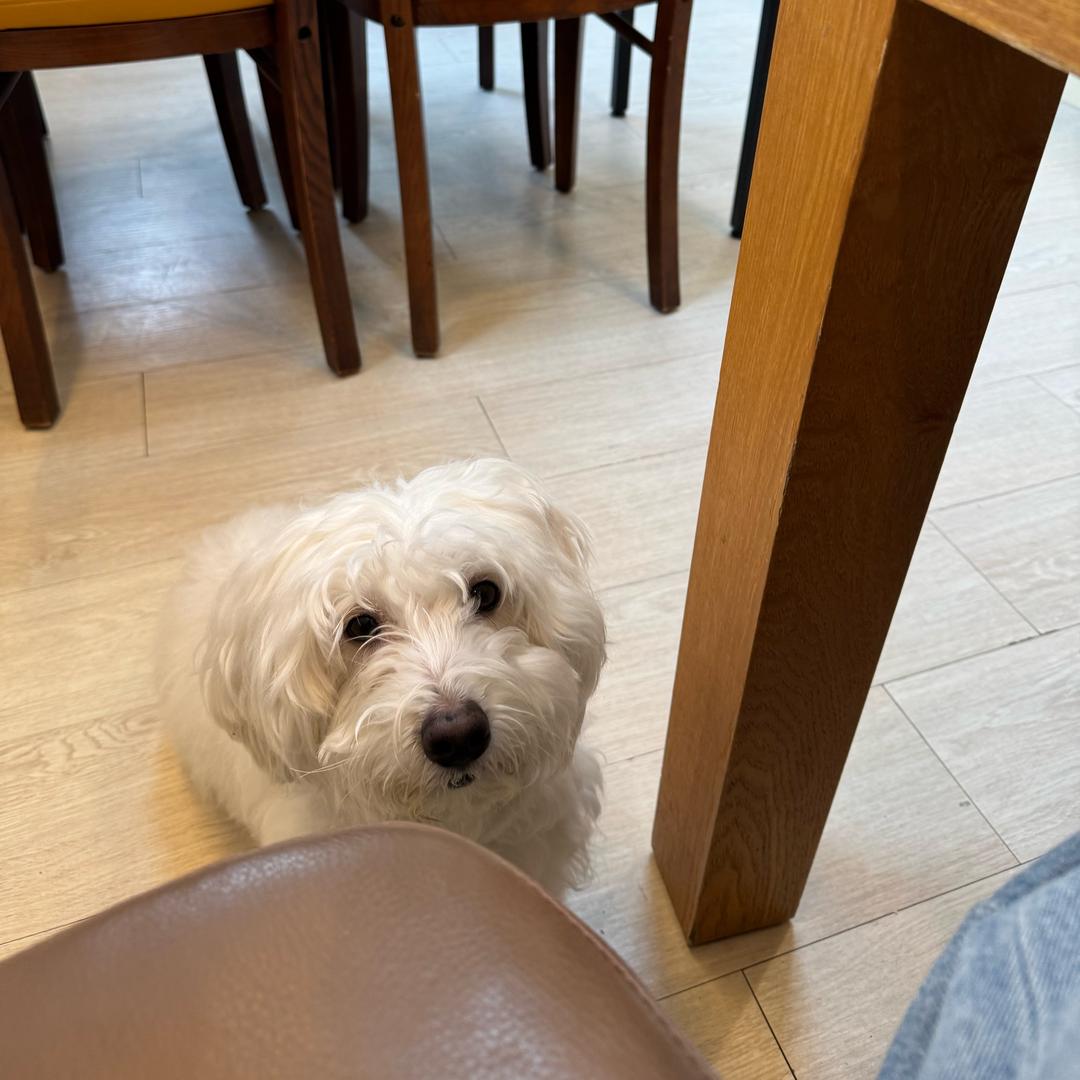 番茄不炒蛋