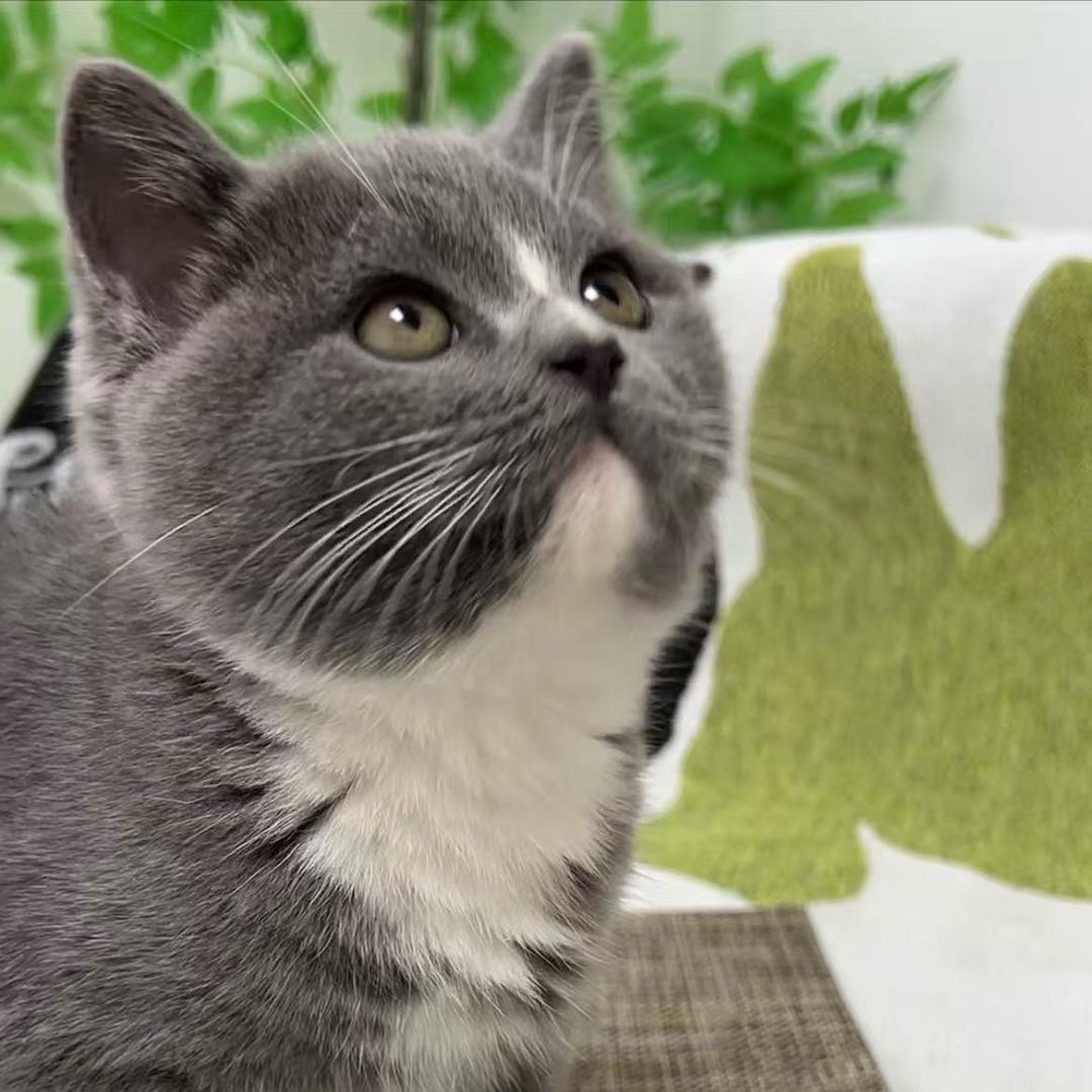 豆包是只喵的头像