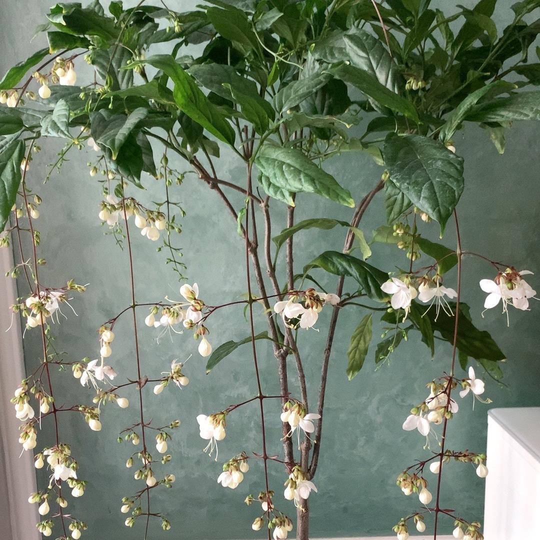 剪冰花