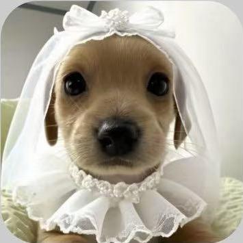 火鸡面拯救世界