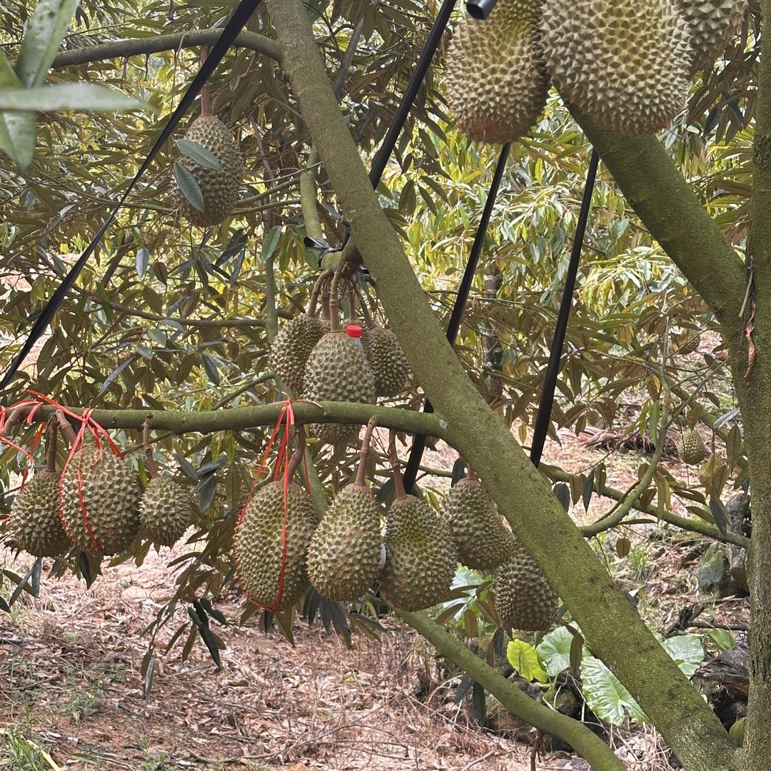 明灿果树苗木专营店