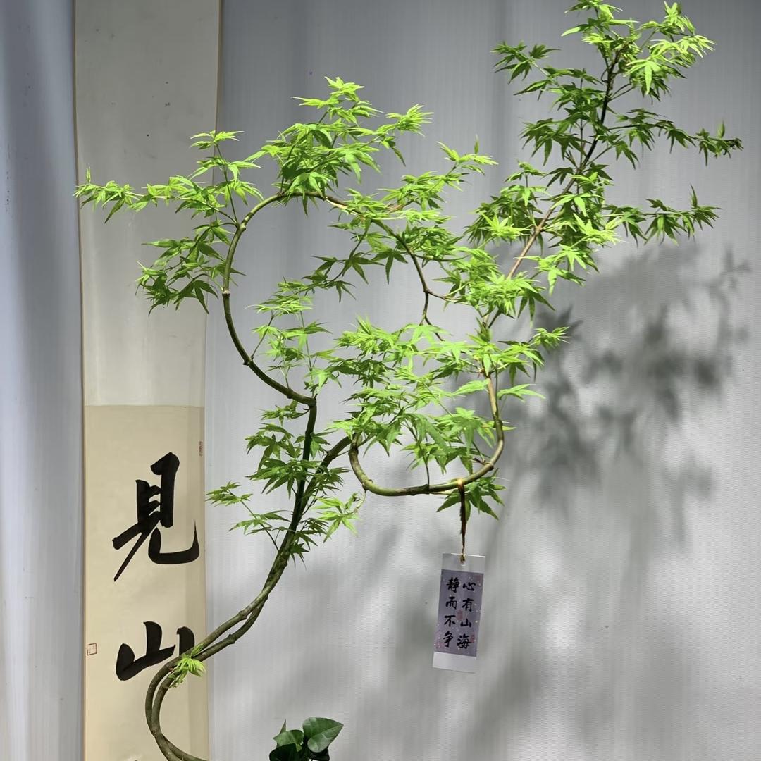 利馨对节白蜡园
