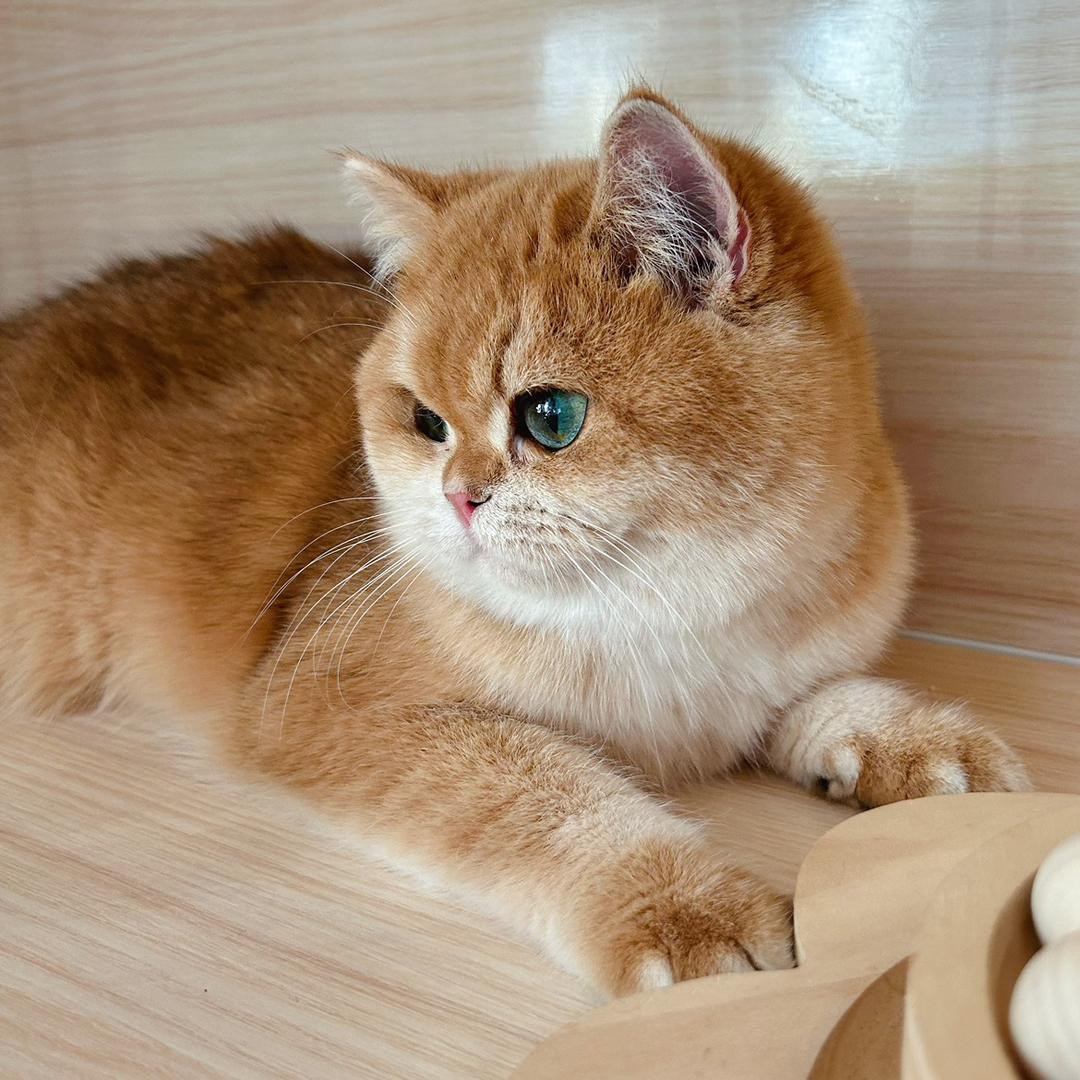 秋月家的猫