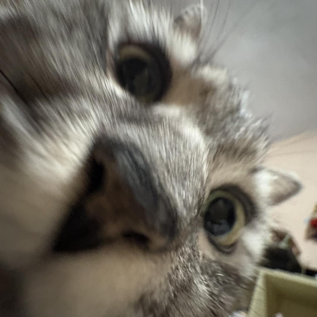 薯豆条子𖦹