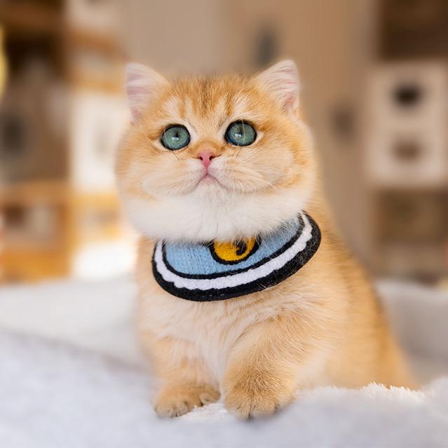 在武汉开猫舍的小林子