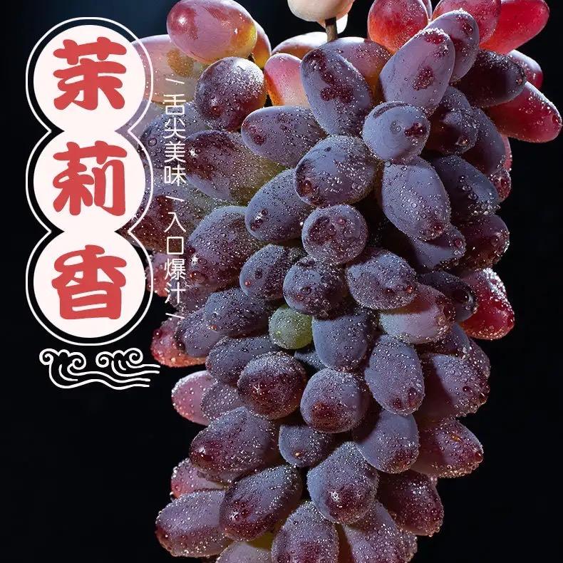 明诚葡萄苗圃