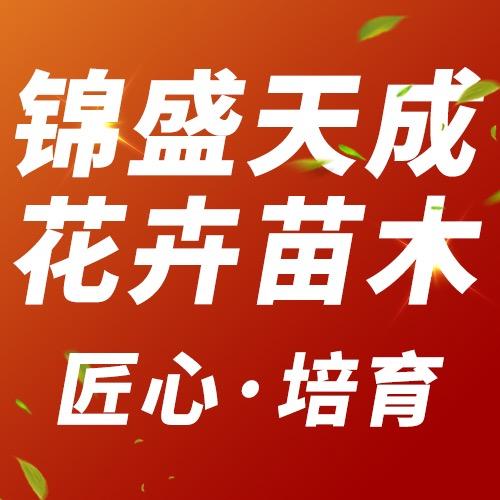 青州锦盛天成花卉苗木有限公司