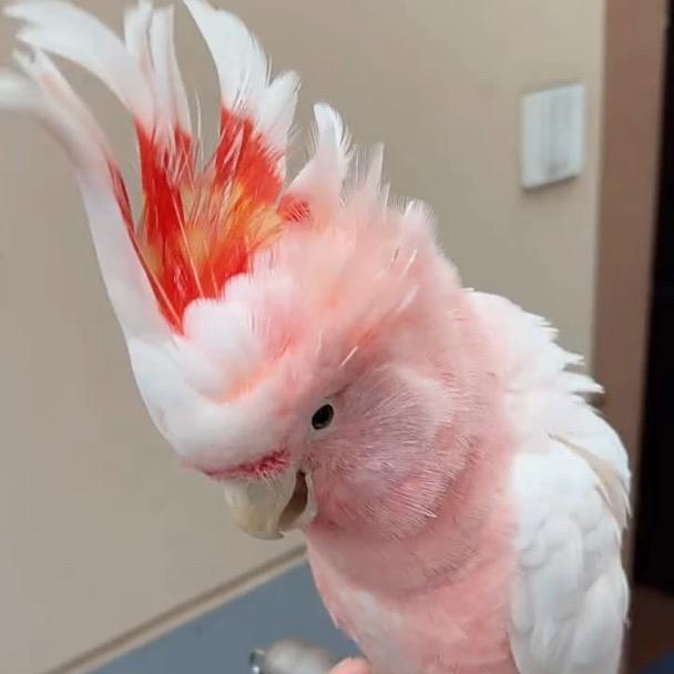 鹦财羽饲养基地