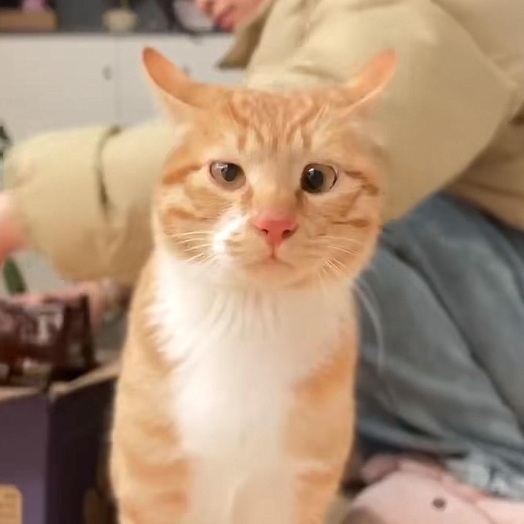 Vimomo