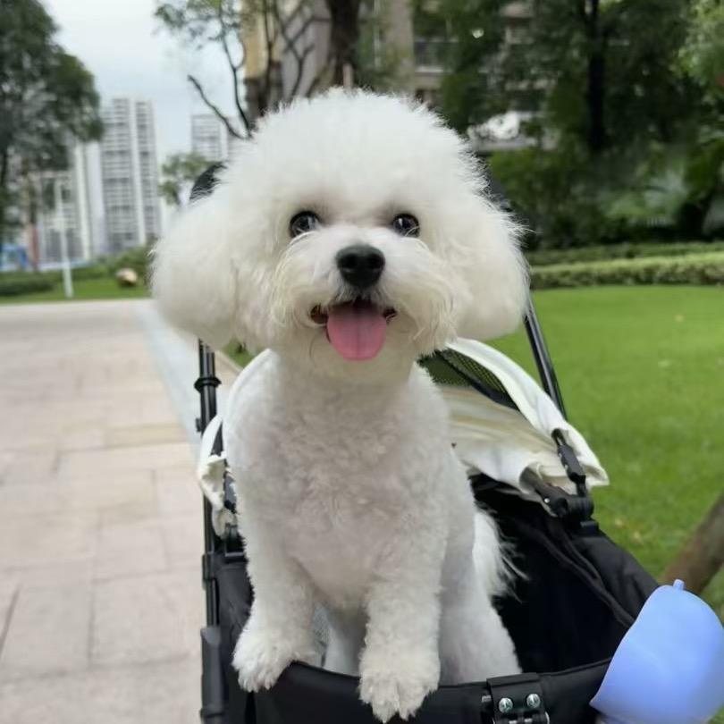 三只毛球饲养员