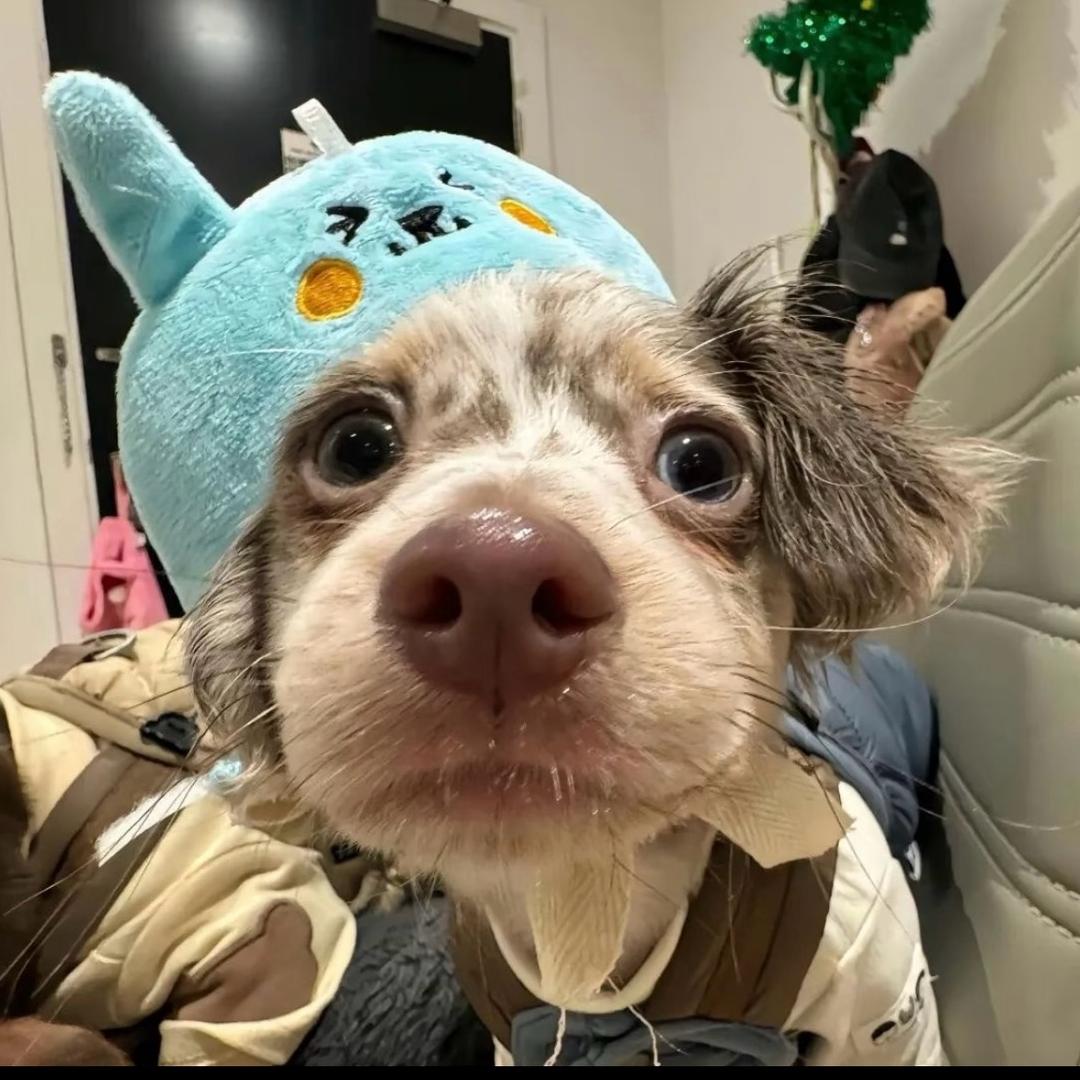 是一只鱼l