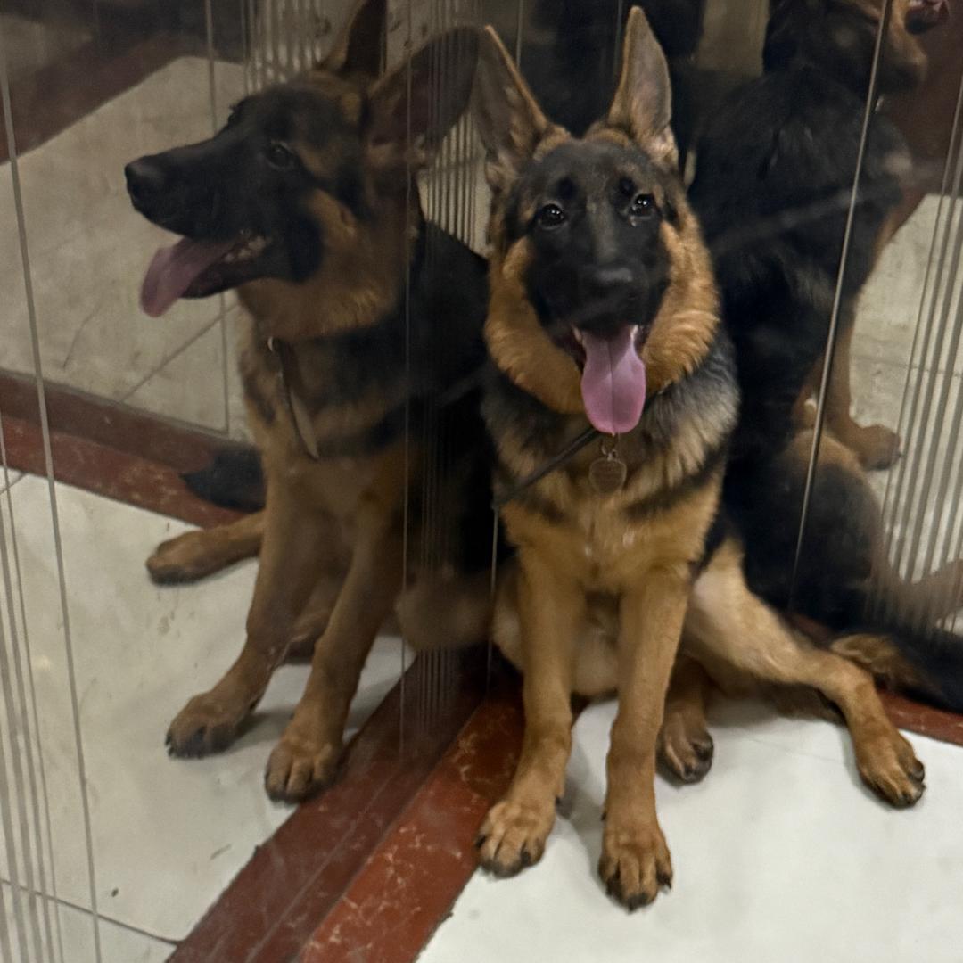 晴日恋宠宠物生活馆