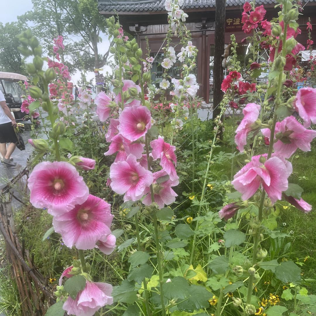 陈红美