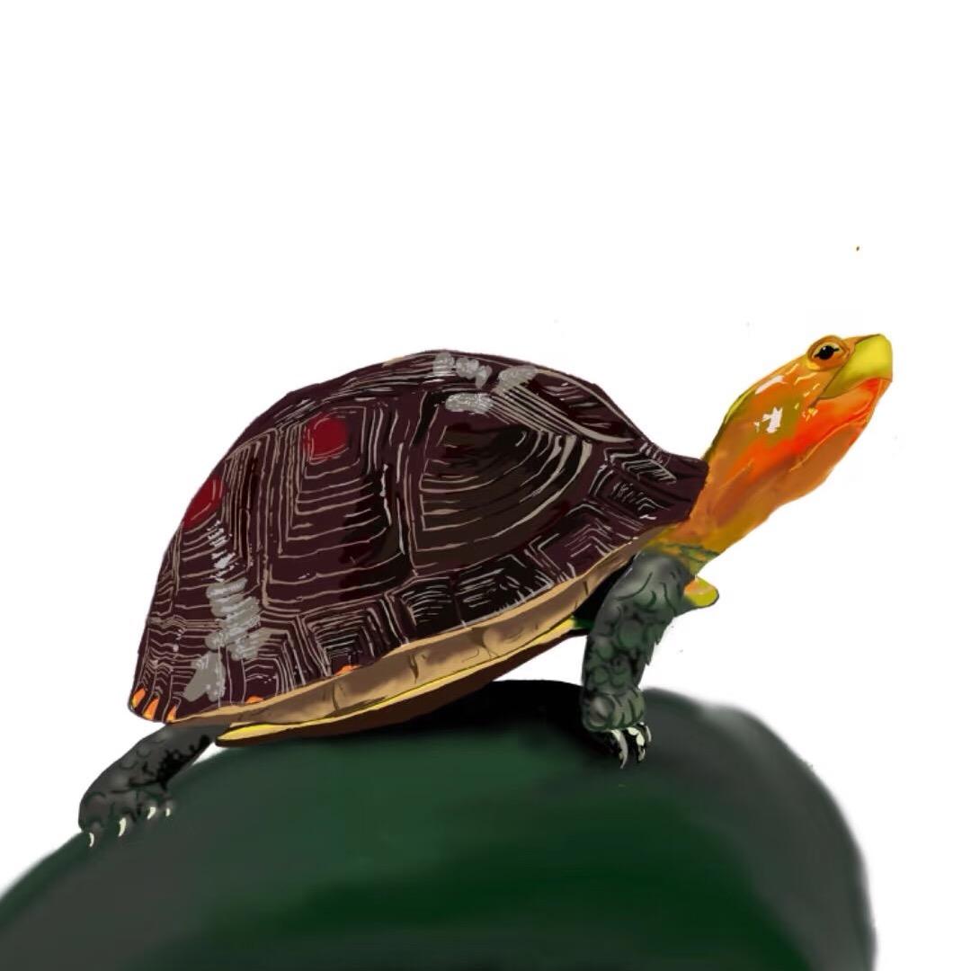 龟屿时光