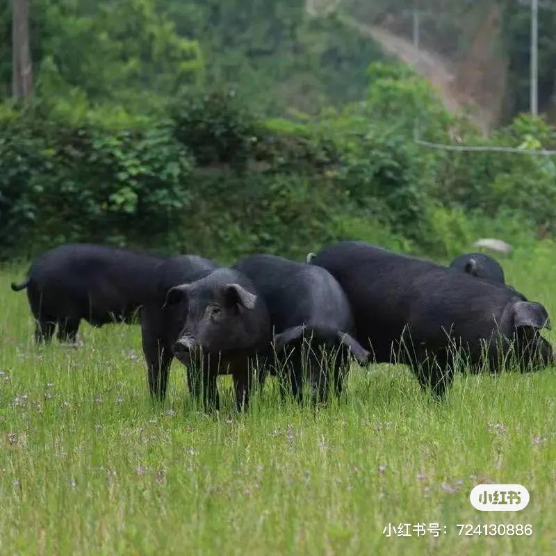 珠妹农村土猪肉