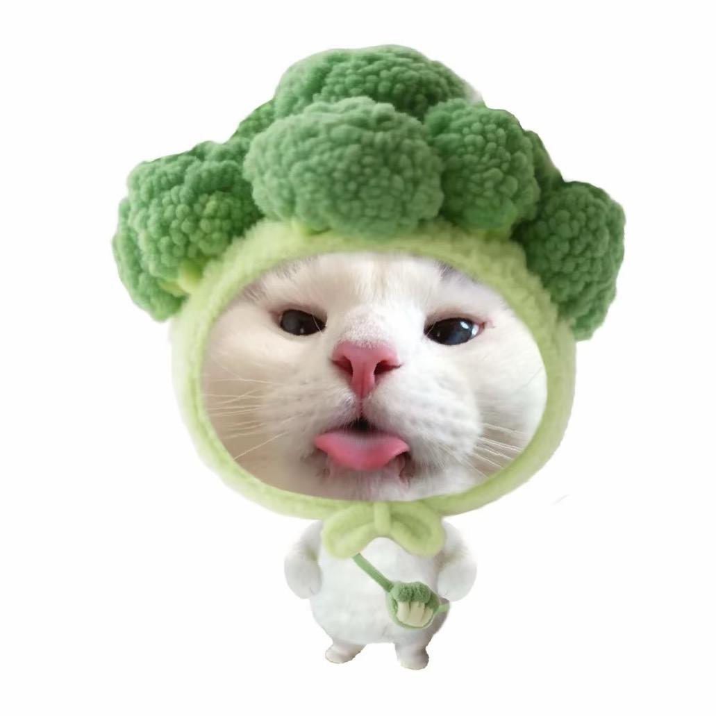 笨笨狗(努力涨粉中)