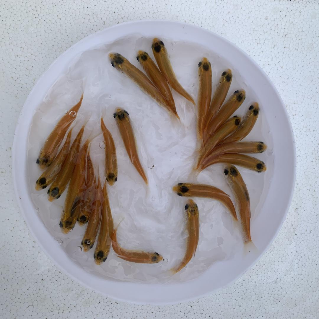 广州恒宇鱼苗养殖场