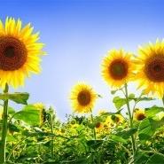 向日葵🌻