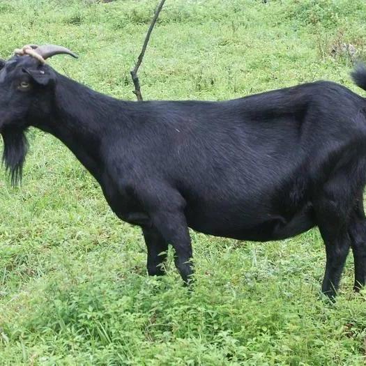 土山羊精选小铺零售店