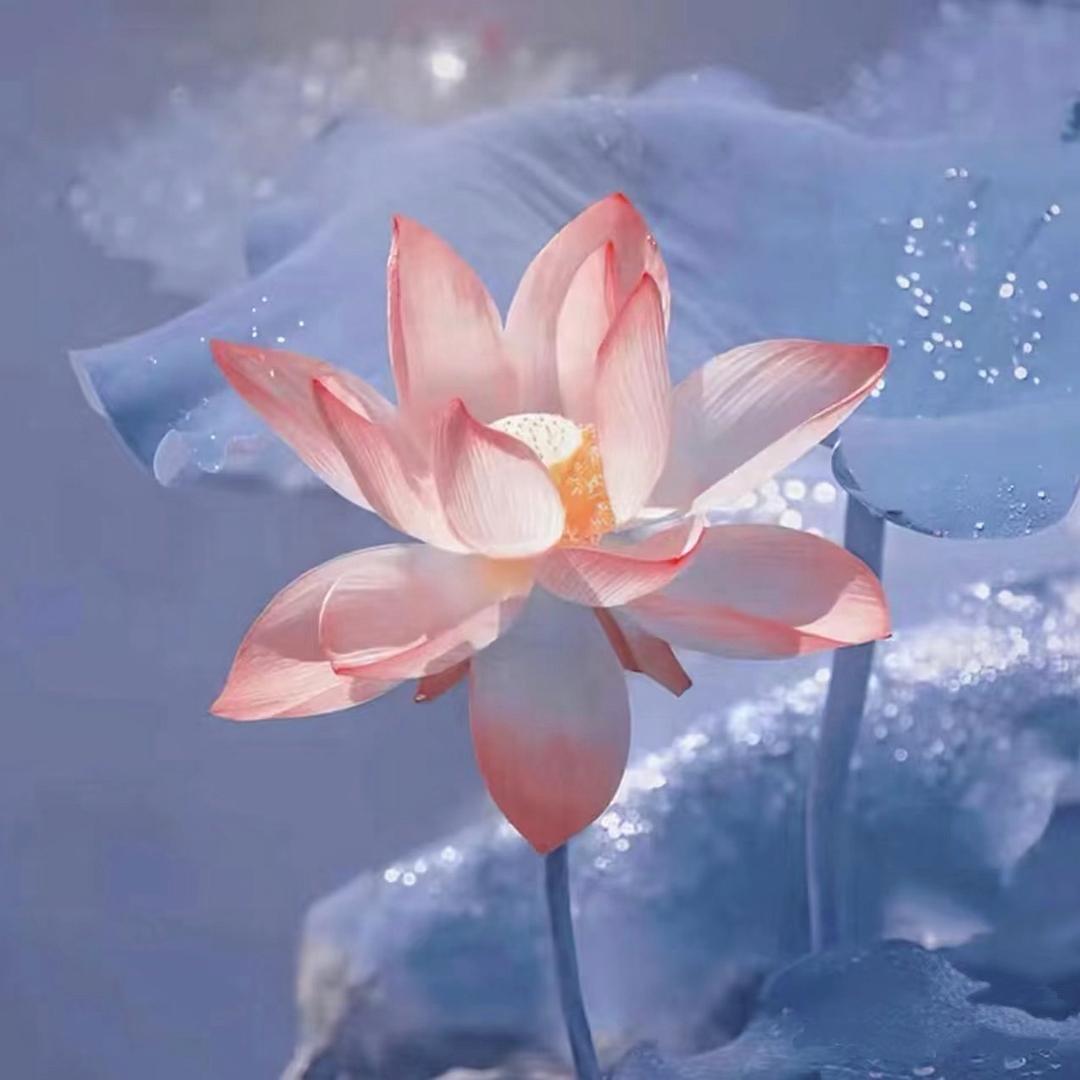 晚风  🌸